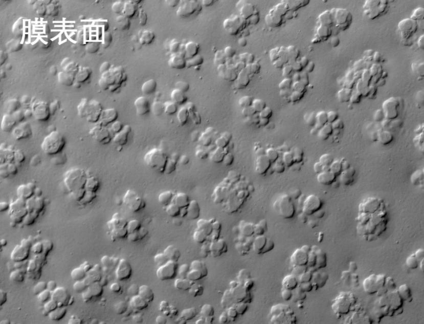 久吾燒結管式膜電鏡照片 久吾燒結管式膜電鏡照片